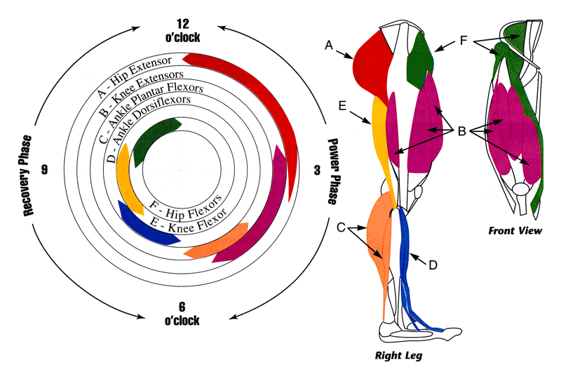 Pedal stroke muscle engagement